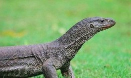 印度巨蜥爆料视频最新版,揭秘神秘生物的生存奥秘